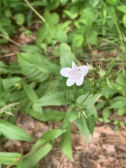 Phytomyza penstemonis