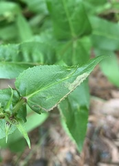 Phytomyza penstemonis