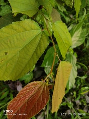 Grewia tiliifolia