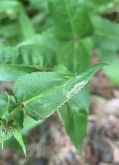 Phytomyza penstemonis