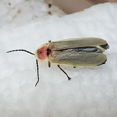 Photinus marginellus