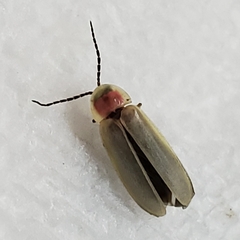 Photinus marginellus
