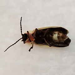 Photinus marginellus