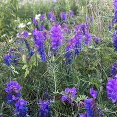 Vicia cracca