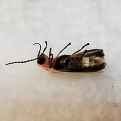 Photinus marginellus