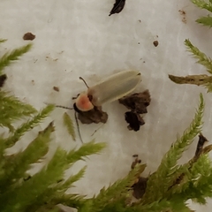 Photinus marginellus