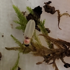Photinus marginellus