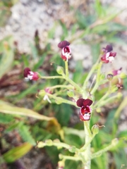 Scrophularia incisa
