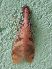 Corydalus flavicornis