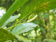Anthurium consobrinum