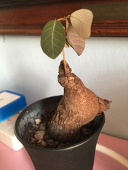 Phyllanthus mirabilis