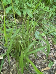 Elymus caninus