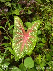 Caladium