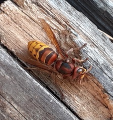 Vespa crabro