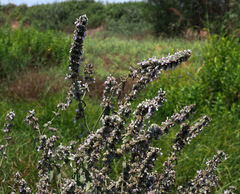 Stachys viticina