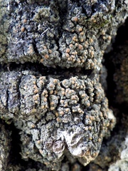 Fuscopannaria ignobilis