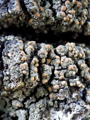 Fuscopannaria ignobilis