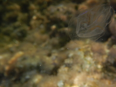 Leucothea multicornis