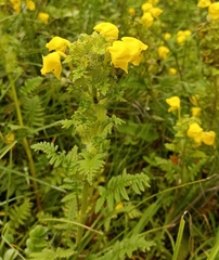 Pedicularis hoffmeisteri