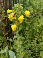 Pedicularis hoffmeisteri