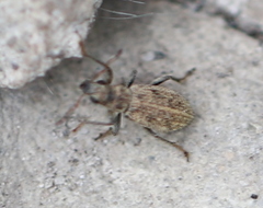 Polydrusus inustus