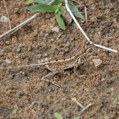 Sitana ponticeriana