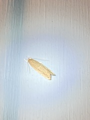 Limnaecia phragmitella