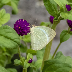 Catopsilia pyranthe