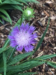 Stokesia