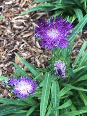 Stokesia
