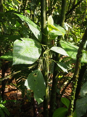 Myriocarpa
