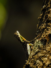 Draco dussumieri