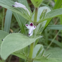 Andrographis echioides