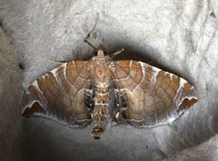 Eulithis molliculata