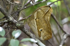 Eryphanis automedon