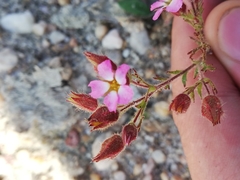Chamaerhodos grandiflora