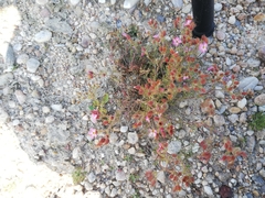 Chamaerhodos grandiflora