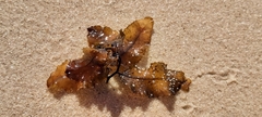Sargassum aquifolium