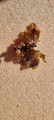 Sargassum aquifolium