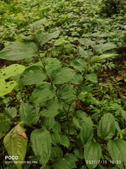 Ziziphus oenopolia