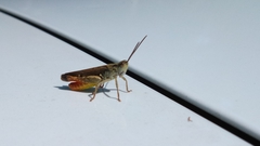 Chorthippus brunneus