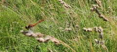 Sympetrum sanguineum