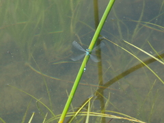 Ischnura aralensis