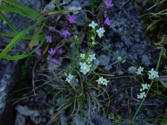 Galium sterneri