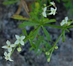 Galium sterneri