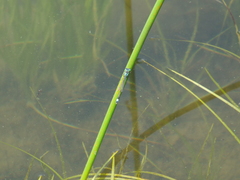 Ischnura aralensis