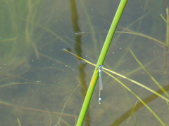 Ischnura aralensis