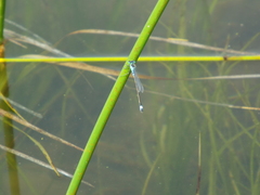 Ischnura aralensis