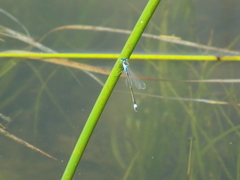Ischnura aralensis