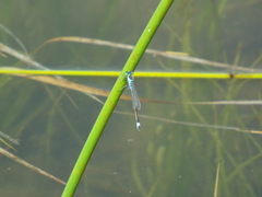 Ischnura aralensis